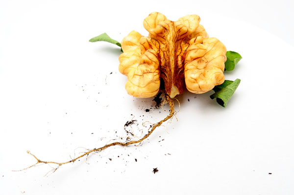 Photograph David Santaolalla Roots on One Eyeland